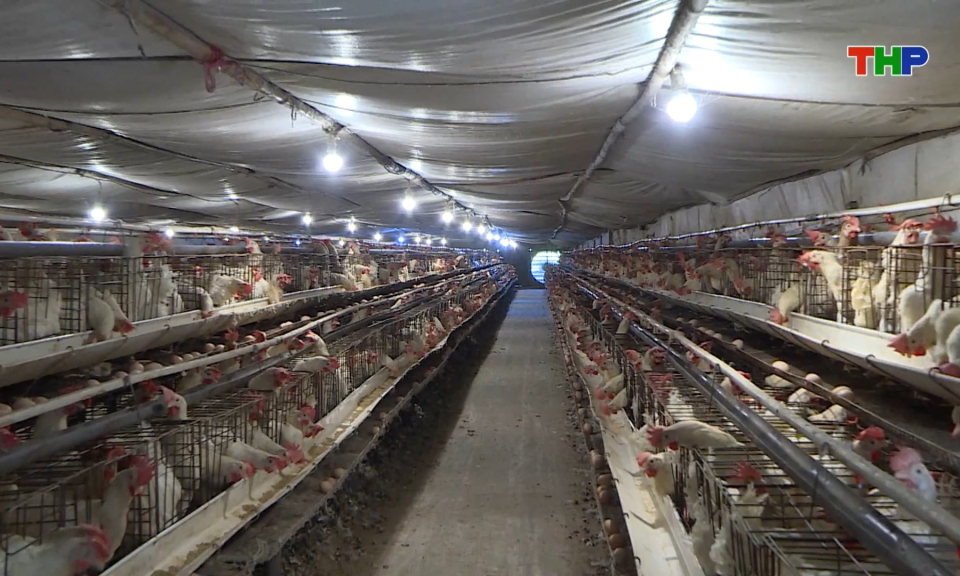 Nu&ocirc;i g&agrave; đẻ trứng mang lại hiệu quả kinh tế cao