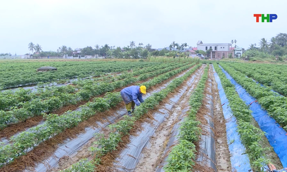 Chủ động mở rộng diện t&iacute;ch sản xuất vụ đ&ocirc;ng