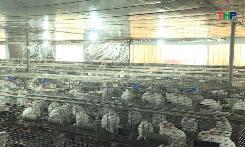 Chăn nu&ocirc;i thỏ mang lại hiệu quả kinh tế cao