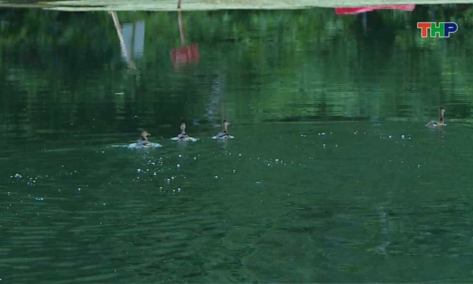 Tăng cường quản l&yacute; động vật hoang d&atilde;