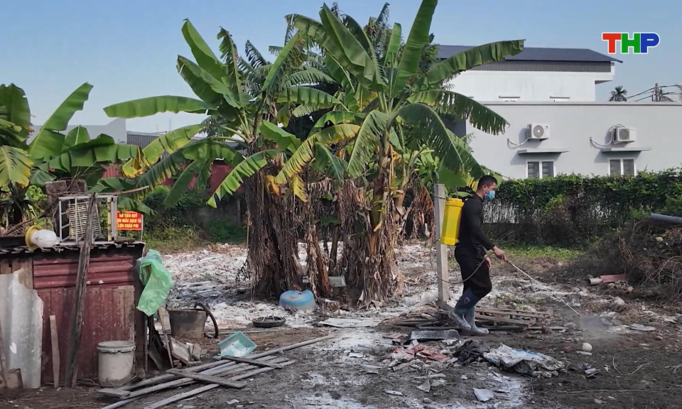 Kịp thời khống chế dịch tả lợn ch&acirc;u Phi tại phường Nam Đồ Sơn