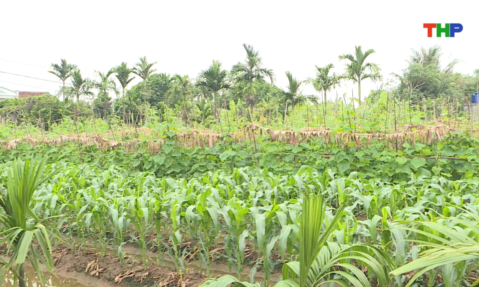 Ph&aacute;t triển sản xuất c&acirc;y vụ đ&ocirc;ng