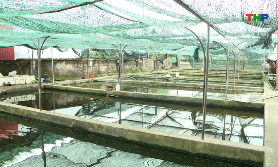 Nông thôn mới Hải Phòng: Hiệu quả từ phong trào nông dân sản xuất, kinh doanh giỏi