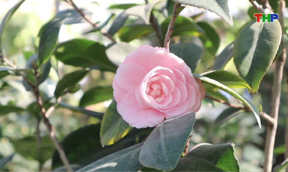 Bản tin thời sự trưa (02/12/2025)