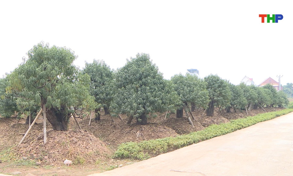 Làng nghề hoa, cây cảnh sẵn sàng phục vụ Tết Nguyên đán 2026         