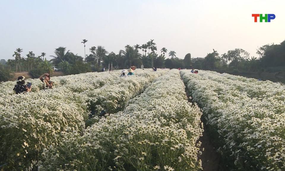 Rực rỡ sắc hoa c&uacute;c họa mi 