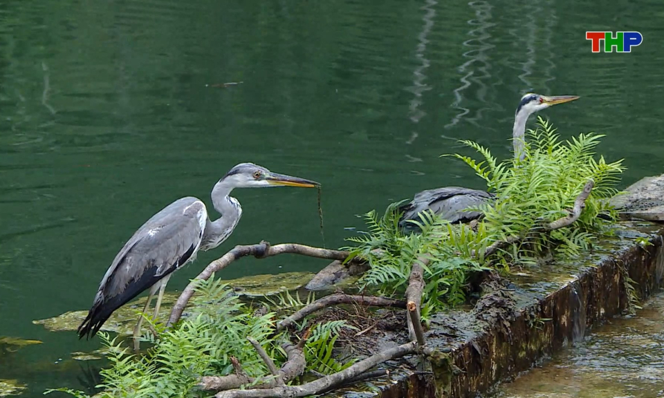 Tăng cường bảo vệ các loài chim hoang dã
