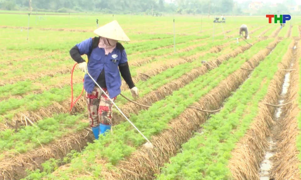 Nâng tầm thương hiệu cà rốt Hải Phòng