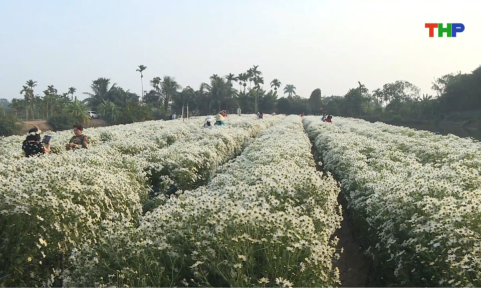 Đến Hải Phòng, đi lòng vòng: Check-in cúc họa mi Hải Phòng