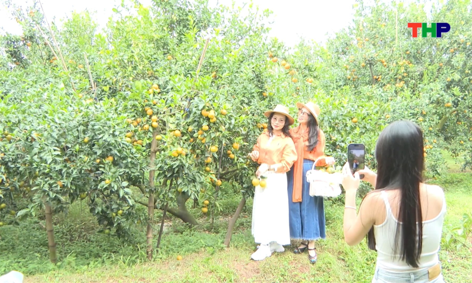 Mùa cam chín tại phường Chí Linh