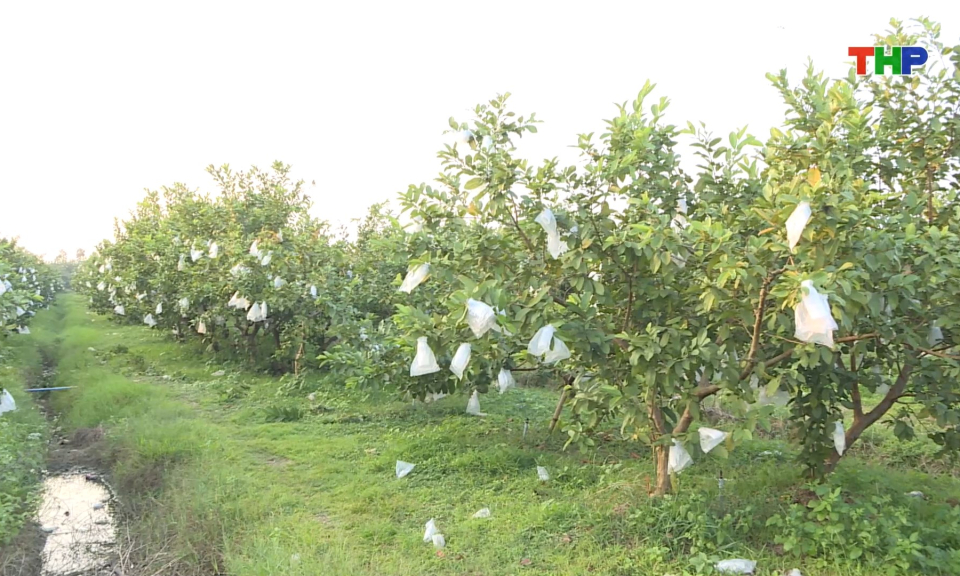 Nông sản sạch - Giá trị bền vững