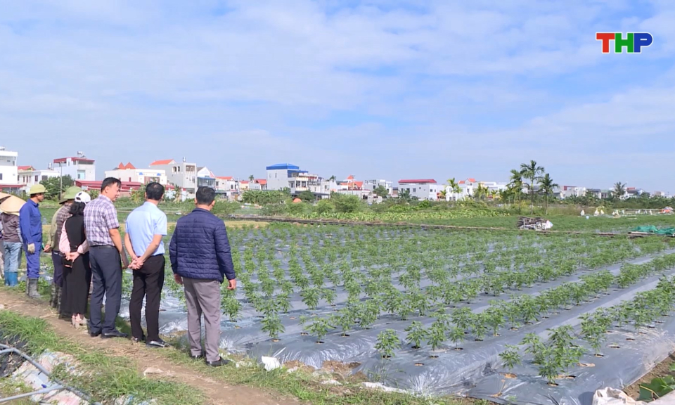 Chuyển đổi đất trồng l&uacute;a hiệu quả thấp sang c&acirc;y trồng kh&aacute;c