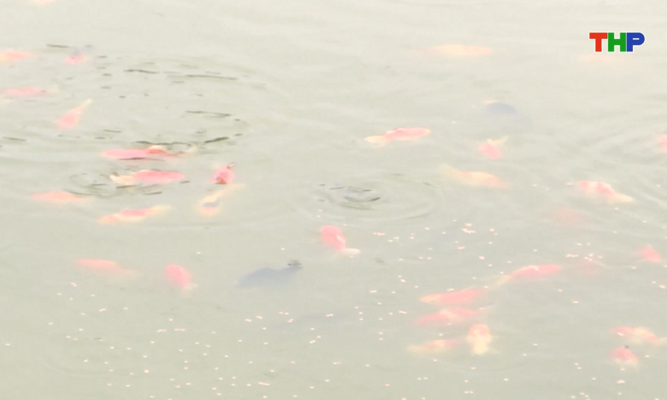 Nuôi cá cảnh mang lại hiệu quả kinh tế cao