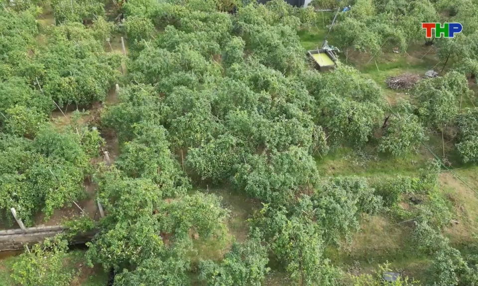 Bản tin thời sự trưa (10/12/2025)