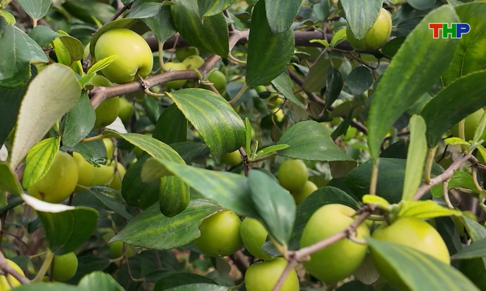 Táo Bàng La vào chính vụ 