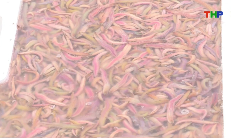 Đến Hải Phòng, đi lòng vòng: Khám phá mùa rươi Vĩnh Thuận