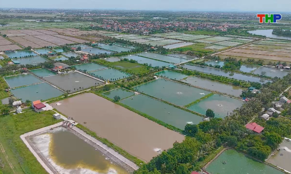 Ph&oacute;ng sự t&agrave;i liệu: N&ocirc;ng nghiệp Hải Ph&ograve;ng - Tiềm năng, thế mạnh ph&aacute;t triển bền vững, từng bước vươn xa hội nhập quốc tế