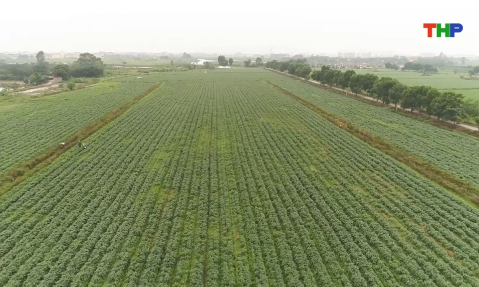 N&ocirc;ng th&ocirc;n mới Hải Ph&ograve;ng: Ph&aacute;t triển kinh tế, l&agrave;m gi&agrave;u từ đồng đất qu&ecirc; hương