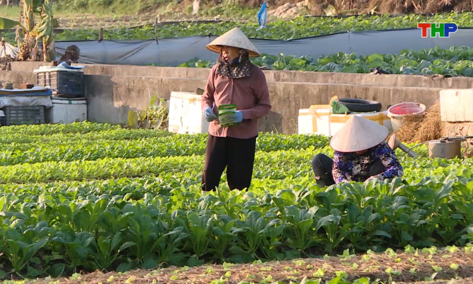 Bản tin tiếng Trung - 海防新闻 (23/12/2025)