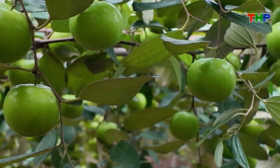 B&agrave;ng La m&ugrave;a t&aacute;o ch&iacute;n