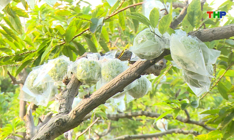 Na tr&aacute;i vụ cho hiệu quả kinh tế cao