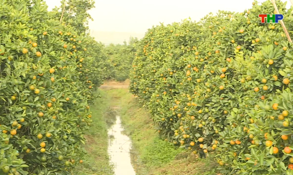 Bản tin tiếng Anh - Hai Phong News (27/12/2025)