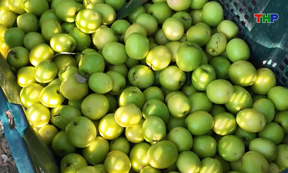 Ph&aacute;t triển thương hiệu t&aacute;o B&agrave;ng La gắn với du lịch n&ocirc;ng th&ocirc;n