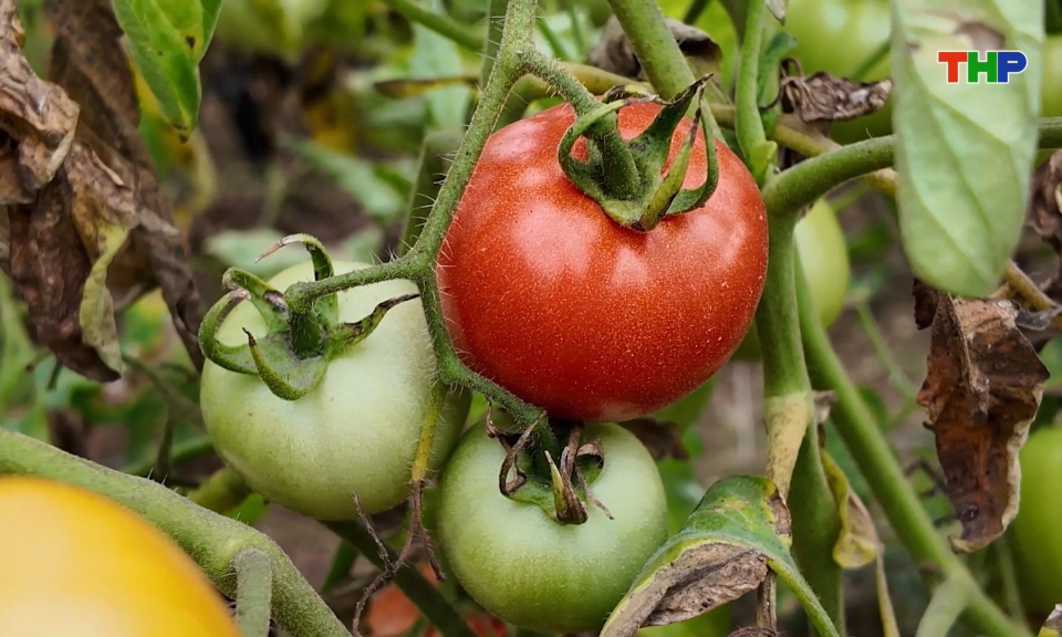 C&agrave; chua B&agrave;ng La được gi&aacute;