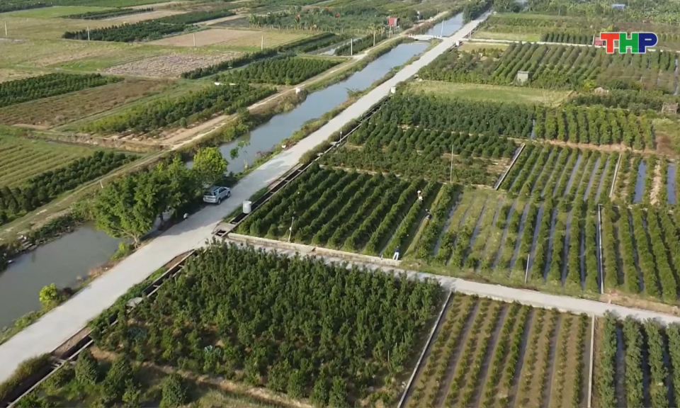 Quất Lương C&acirc;u tất bật trước vụ Tết 