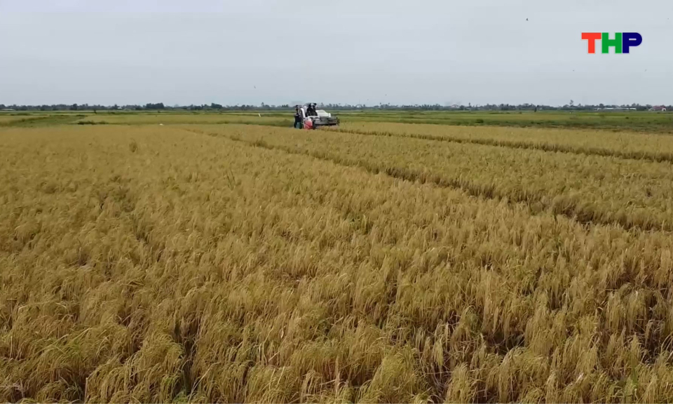 Gi&aacute; trị sản xuất n&ocirc;ng, l&acirc;m, thuỷ sản th&agrave;nh phố đạt gần 40 ngh&igrave;n tỷ đồng trong năm 2025