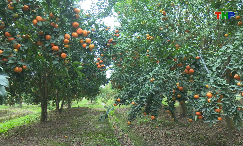 Hấp dẫn điểm check-in vườn cam tại x&atilde; Kh&uacute;c Thừa Dụ
