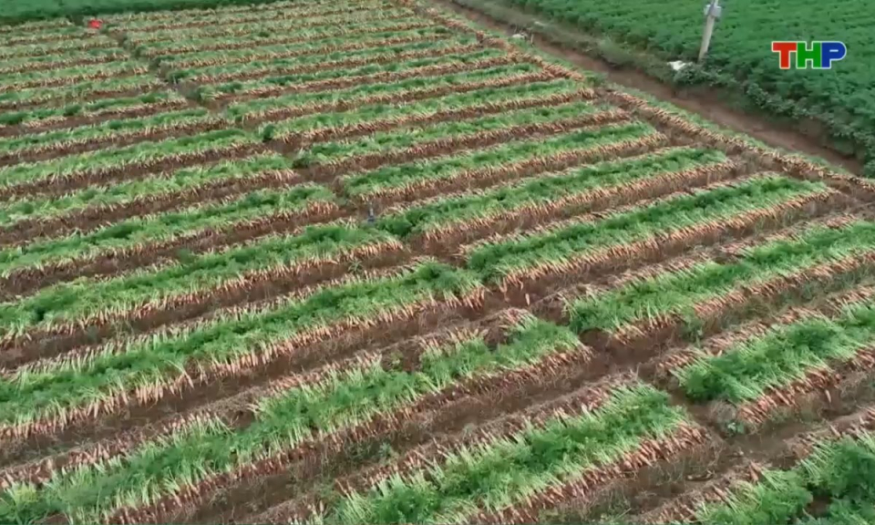 Bản tin thời sự trưa (04/01/2026)