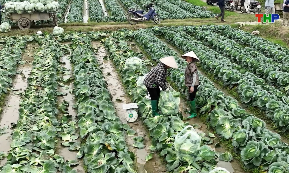 Đẩy mạnh sản xuất, li&ecirc;n kết ti&ecirc;u thụ rau vụ đ&ocirc;ng