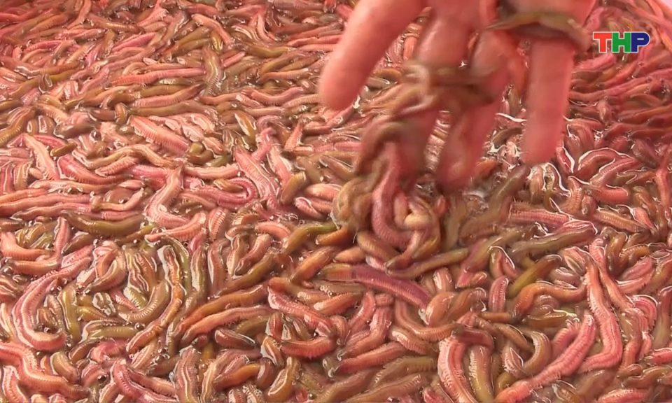 Niềm vui vụ rươi đầu năm 