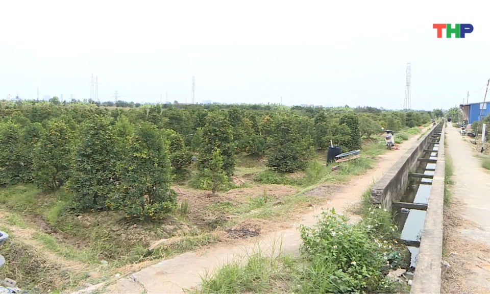 Sẵn s&agrave;ng nguồn hoa, c&acirc;y cảnh phục vụ Tết Nguy&ecirc;n đ&aacute;n B&iacute;nh Ngọ 2026