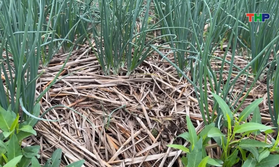 Nhịp sống 24h (05/01/2026)