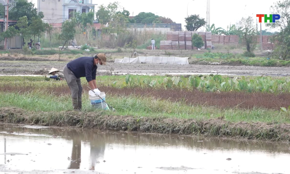 Đồng h&agrave;nh c&ugrave;ng nh&agrave; n&ocirc;ng: Chủ động ph&ograve;ng trừ chuột, bảo vệ c&acirc;y trồng vụ xu&acirc;n