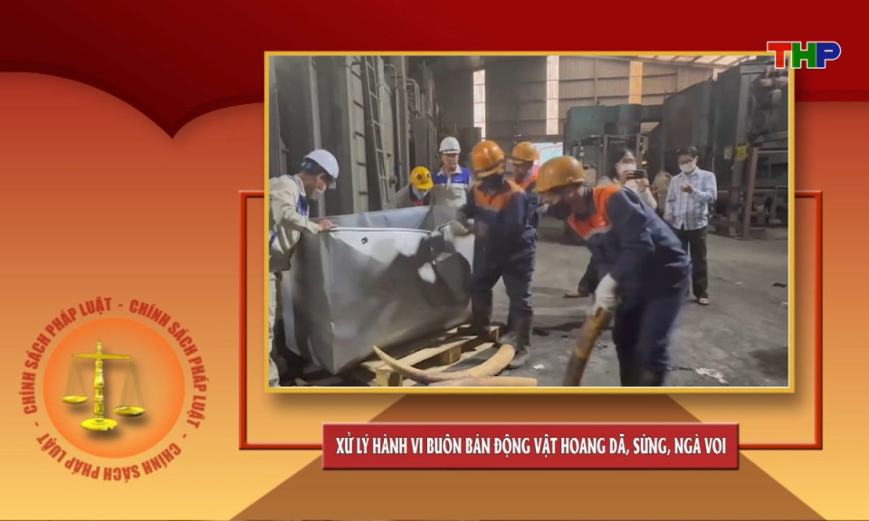 Ch&iacute;nh s&aacute;ch ph&aacute;p luật: Xử l&yacute; h&agrave;nh vi bu&ocirc;n b&aacute;n động vật hoang d&atilde;, sừng, ng&agrave; voi