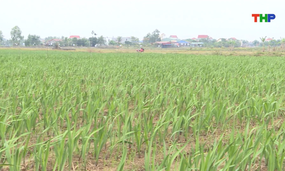 Ph&aacute;t huy hiệu quả từ c&aacute;c m&ocirc; h&igrave;nh t&iacute;ch tụ ruộng đất