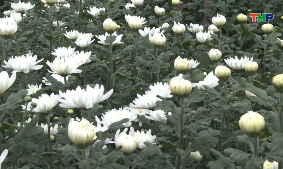 Rộn r&agrave;ng l&agrave;ng hoa những ng&agrave;y trước Tết