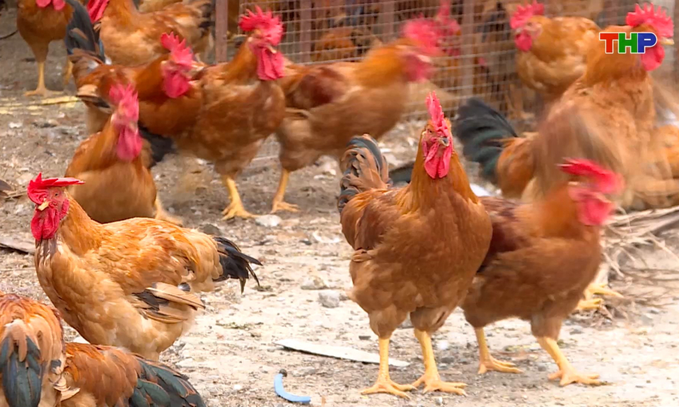 Sẵn s&agrave;ng nguồn cung gia cầm cho Tết Nguy&ecirc;n đ&aacute;n