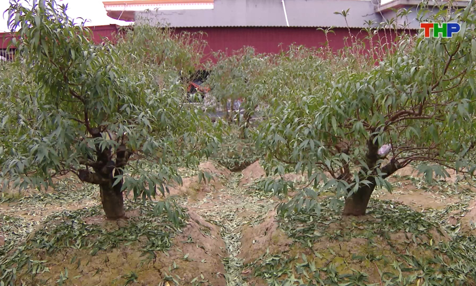 Trồng đ&agrave;o Tết đem lại hiệu quả kinh tế cao