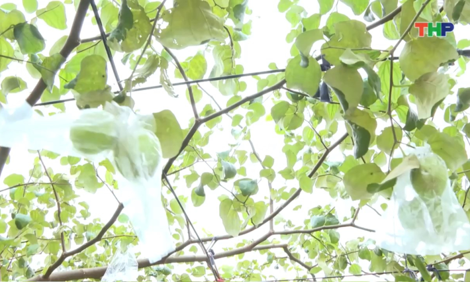 Nhịp sống 24h (08/01/2026)