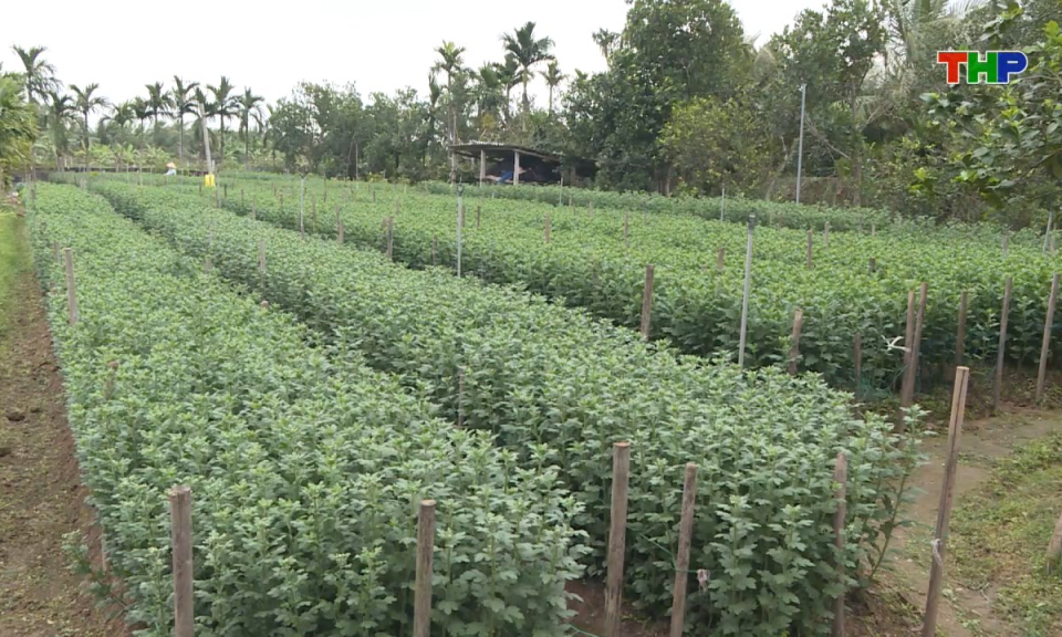 Bản tin tiếng Trung - 海防新闻 (08/01/2026)