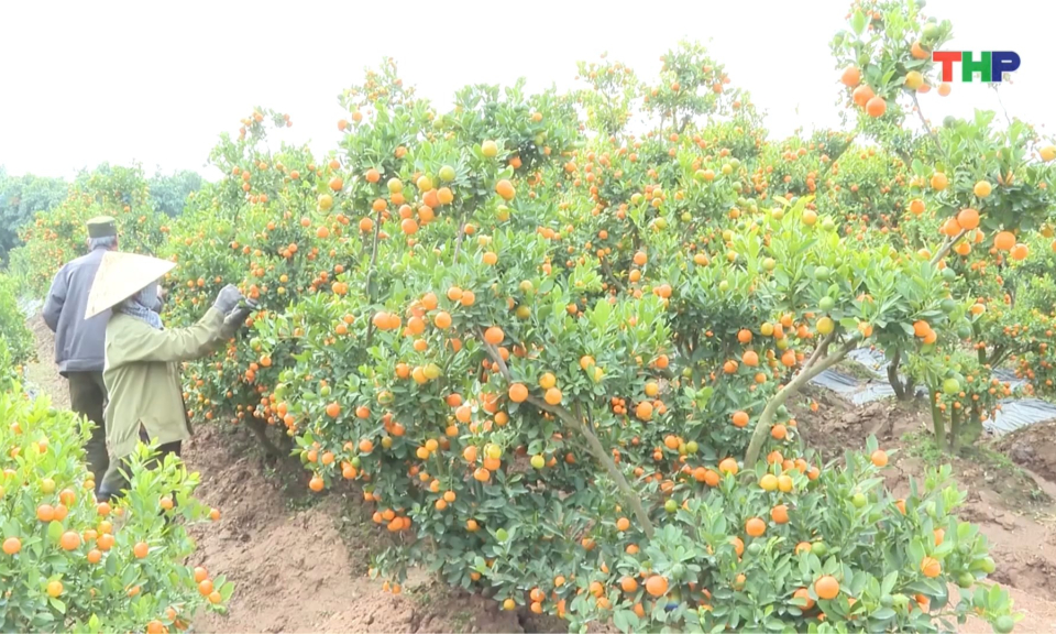 Nhộn nhịp quất cảnh Thanh H&agrave; 