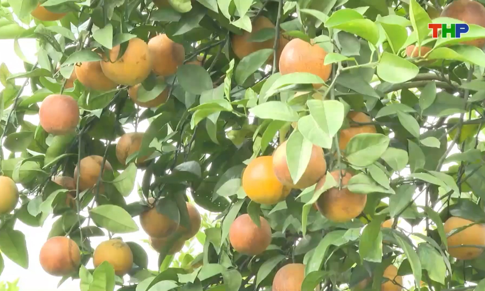 Ứng dụng kỹ thuật n&acirc;ng cao gi&aacute; trị trồng c&acirc;y ăn quả