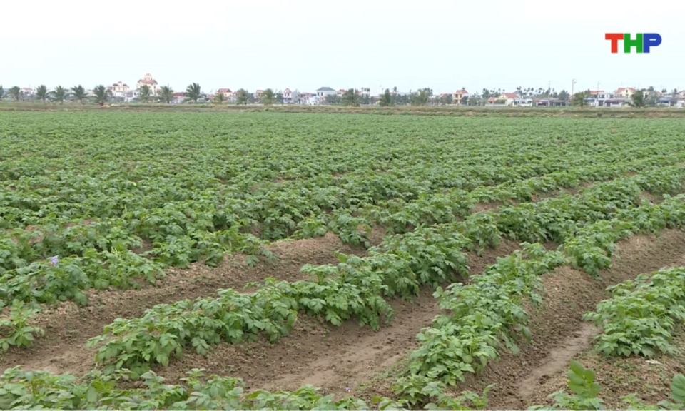 Bản tin thời sự trưa (12/01/2026)