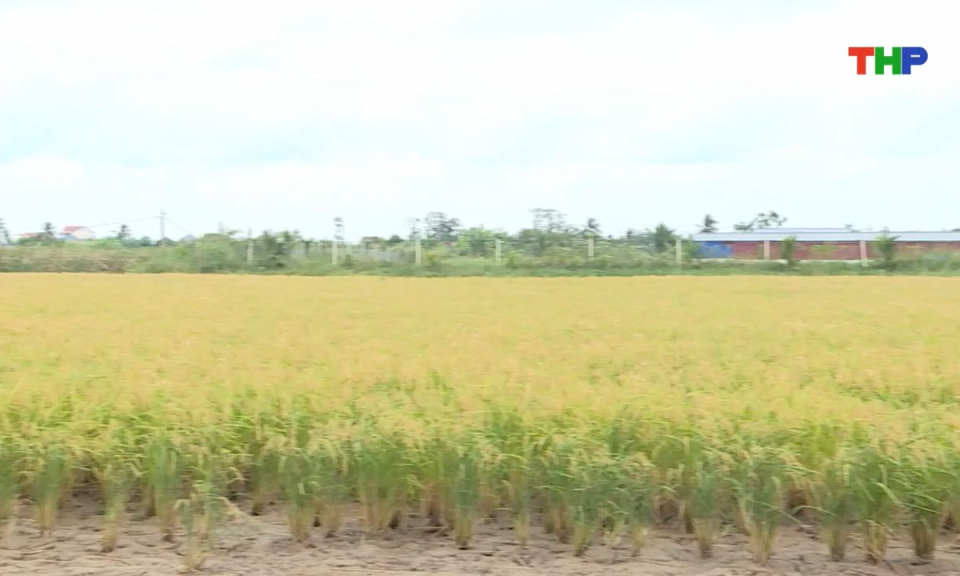 Bản tin thời sự s&aacute;ng (13/01/2026)