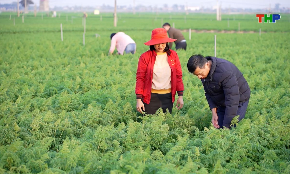 Đồng h&agrave;nh c&ugrave;ng nh&agrave; n&ocirc;ng: Thực hiện đồng bộ giải ph&aacute;p ph&ograve;ng bệnh hại tr&ecirc;n c&acirc;y c&agrave; rốt