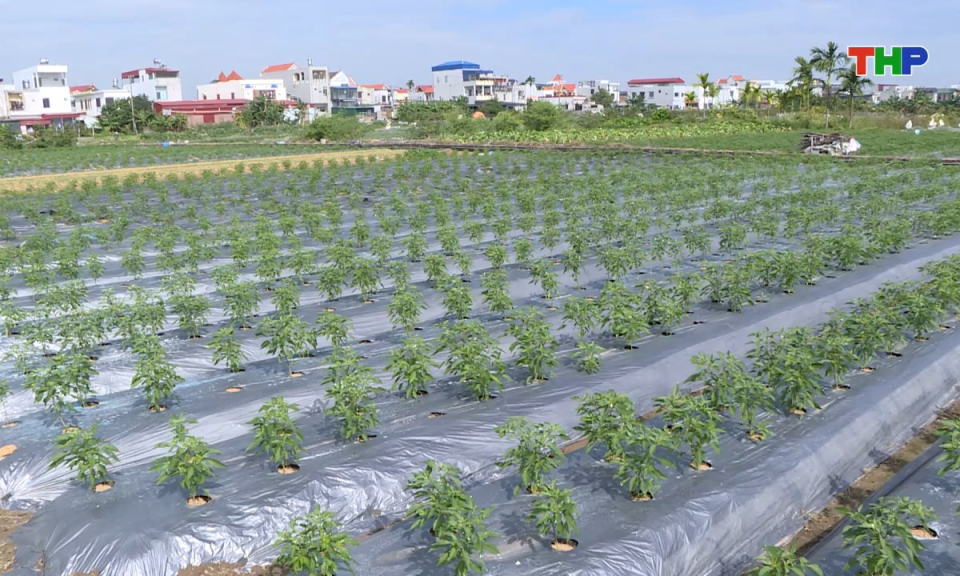 N&ocirc;ng th&ocirc;n mới Hải Ph&ograve;ng: Nh&acirc;n rộng c&aacute;c m&ocirc; h&igrave;nh kinh tế hiệu quả dựa tr&ecirc;n lợi thế tự nhi&ecirc;n